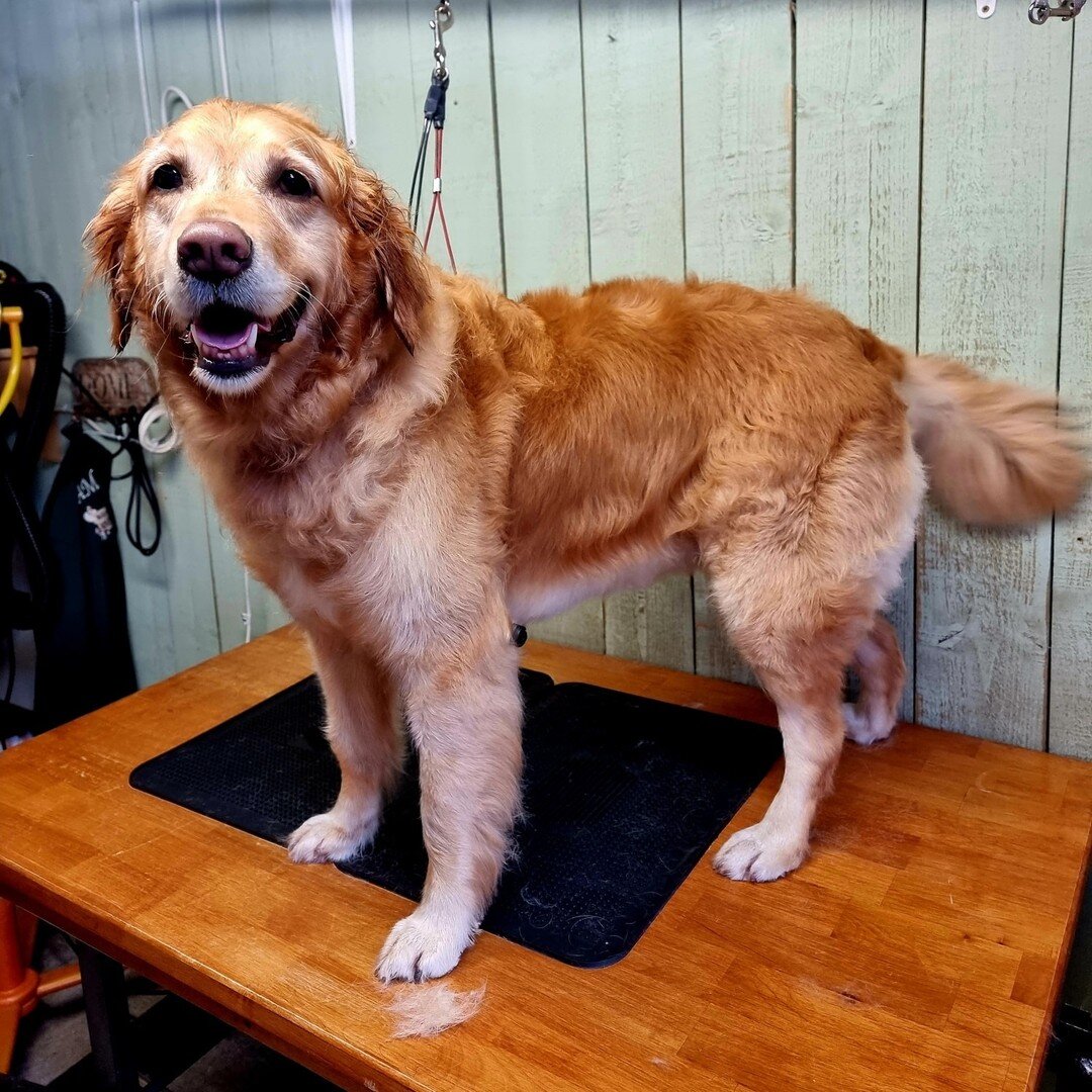 🍂 B O U N C E R 🍂 has been Styled in the Stables.

Bouncer the Golden Retriever came in for her regular pamper with Brother Harvey. She loves going out and getting muddy with her dog walker (always a great sign of fun in our opinion), so has been t