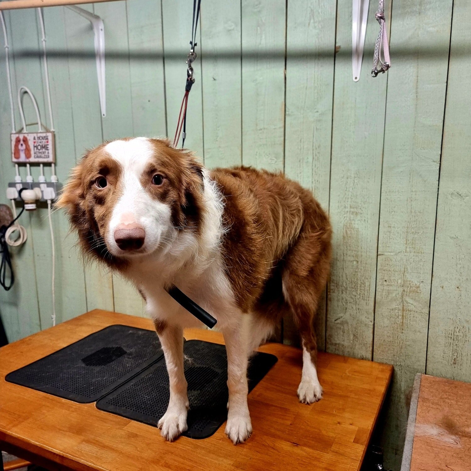 🍂 B O E 🍂 has been Styled in the Stables.

We met Boe the Red and White Collie for his first groom at the Stables. What a lovely chap, after a bit of practice in his new environment, he will be fantastic at it! 😎