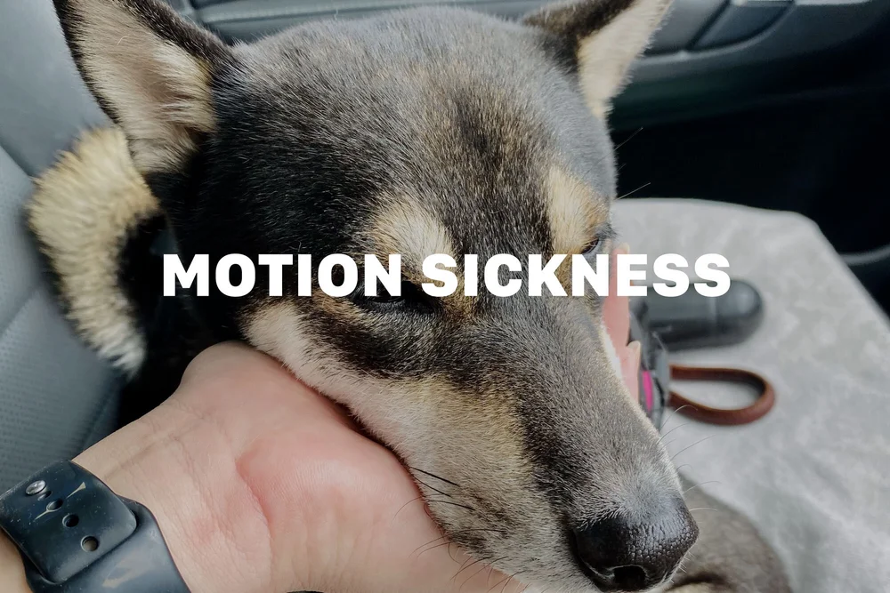 How To Treat Travel Sickness In Dogs