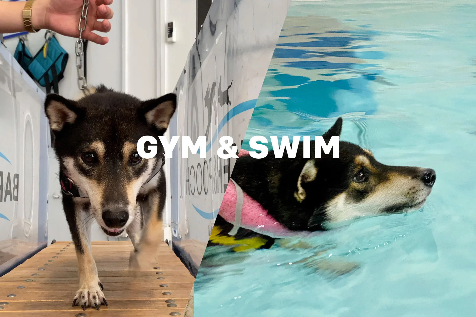 Gym &amp; Swim with Barker and Pooch