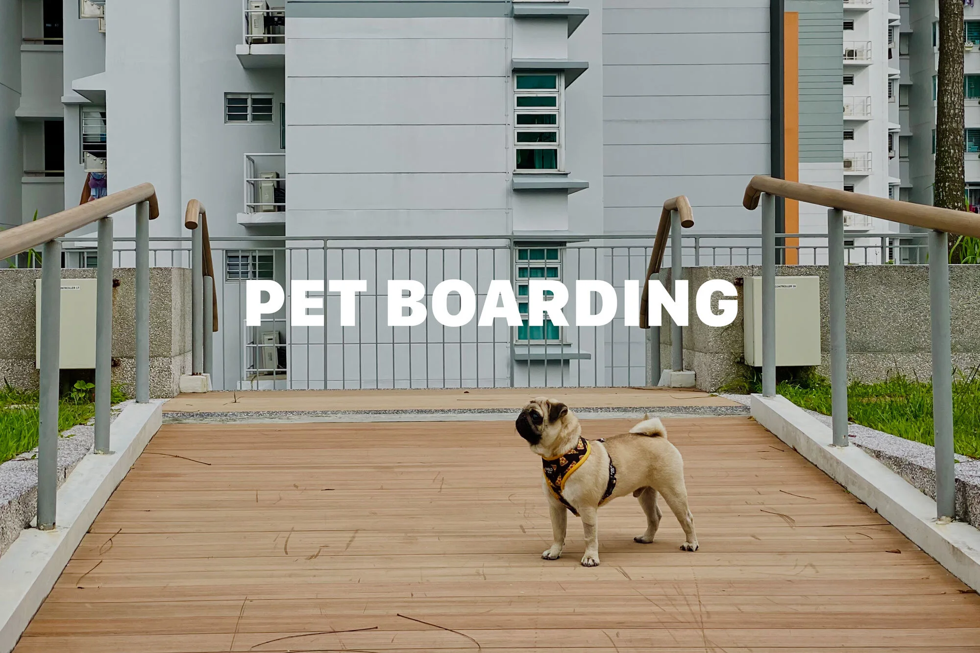Pet Boarding