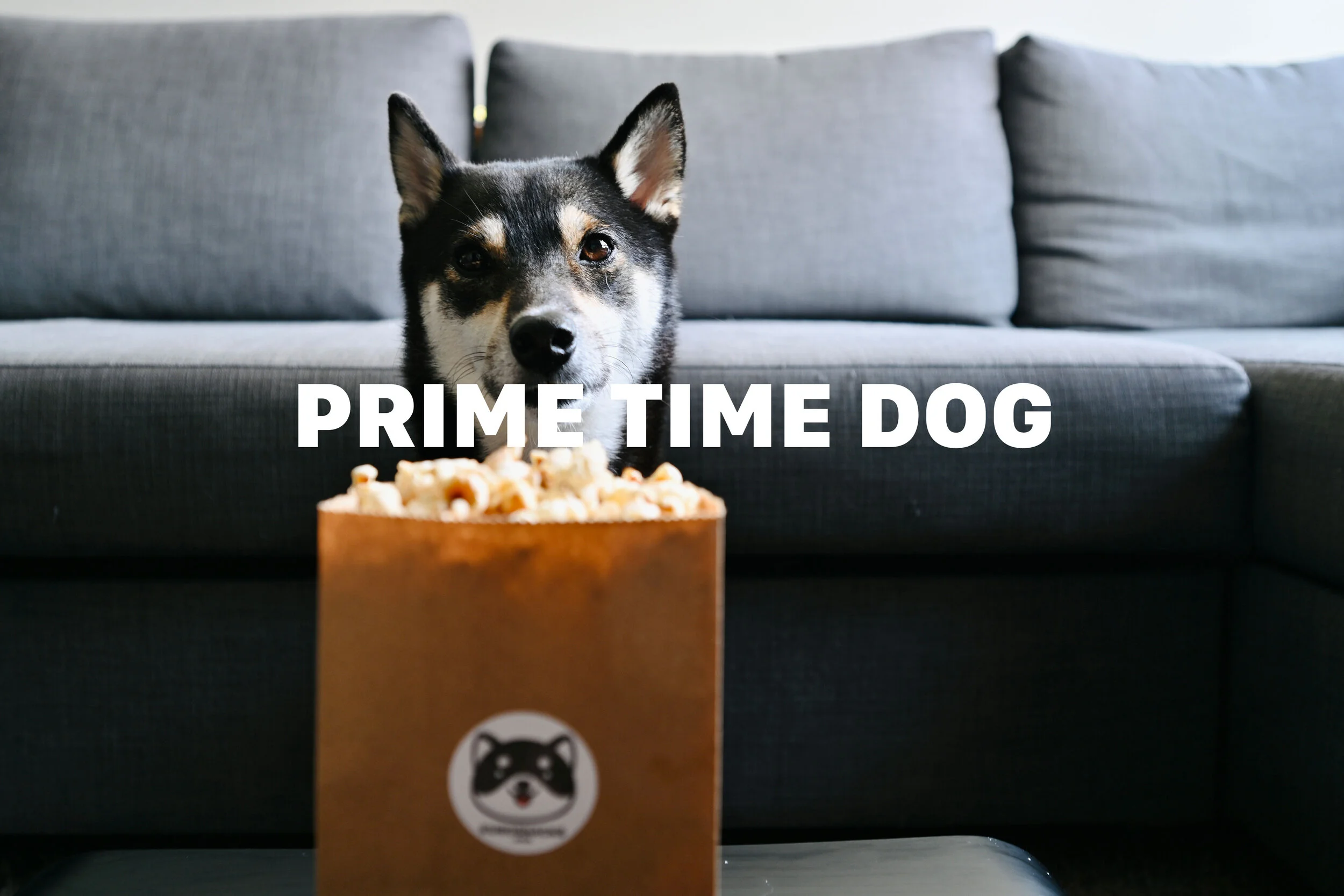 Prime Time Dog