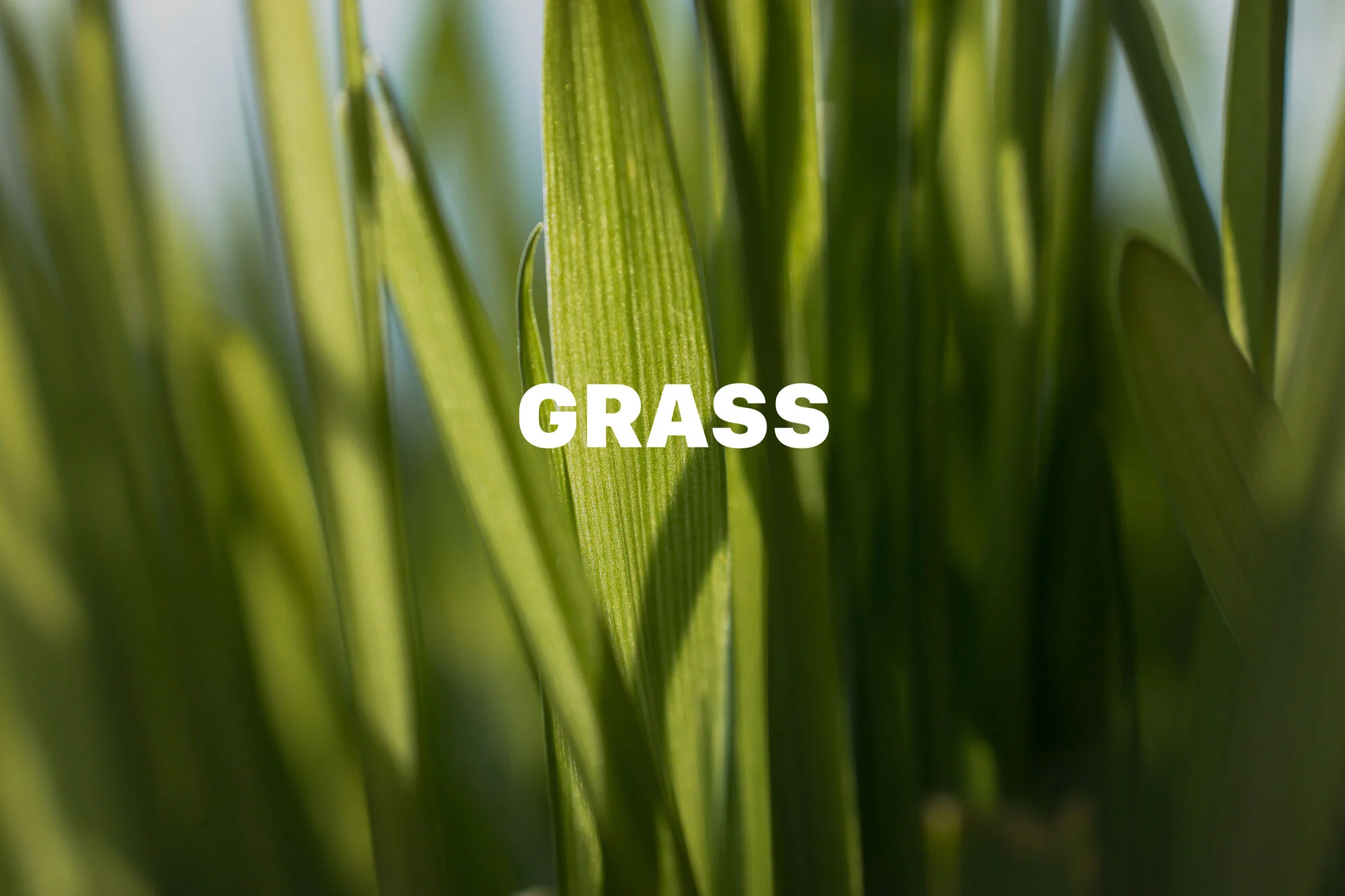 Why Do Dogs Eat Grass?