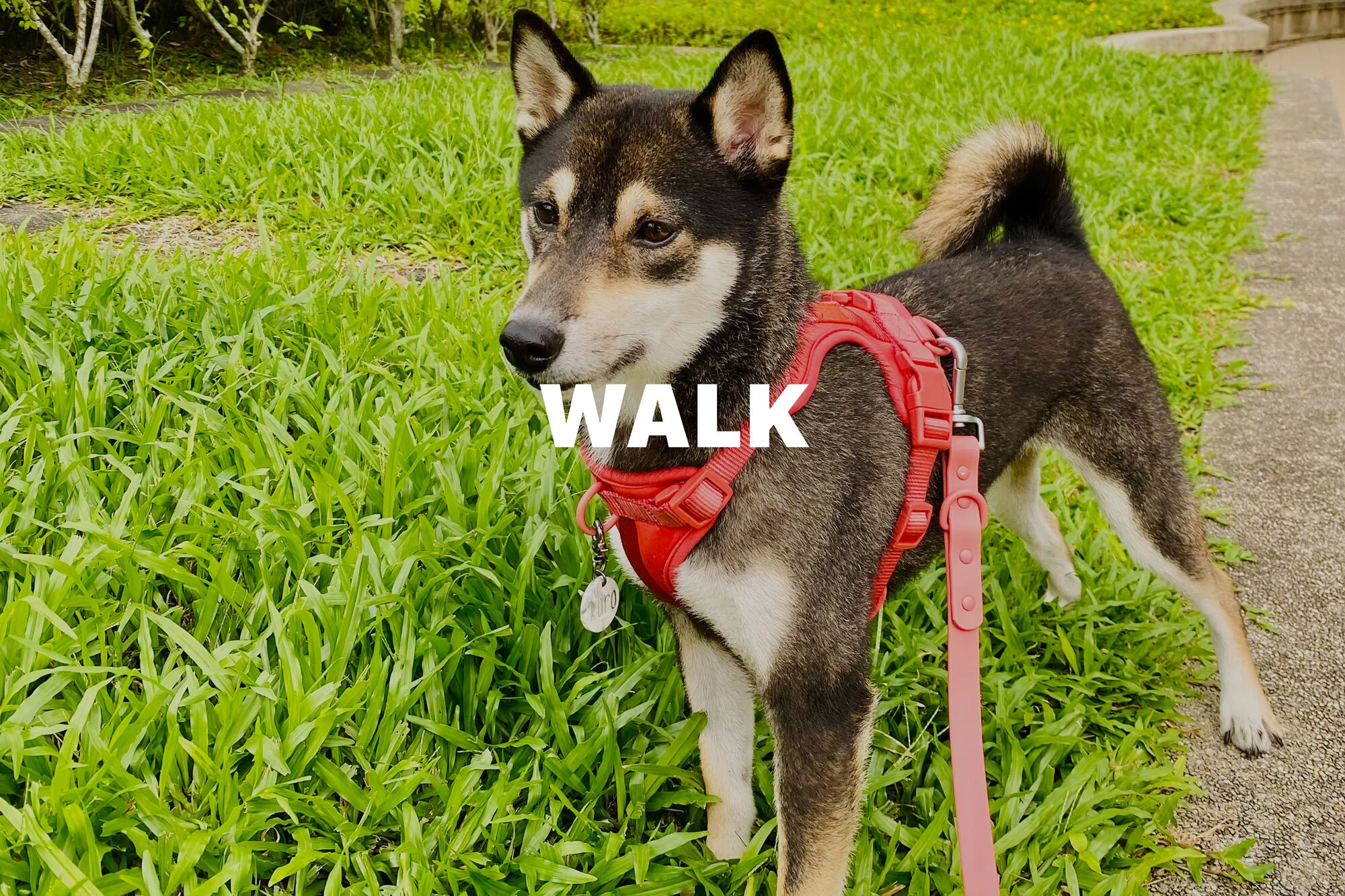 Walking Your Dog