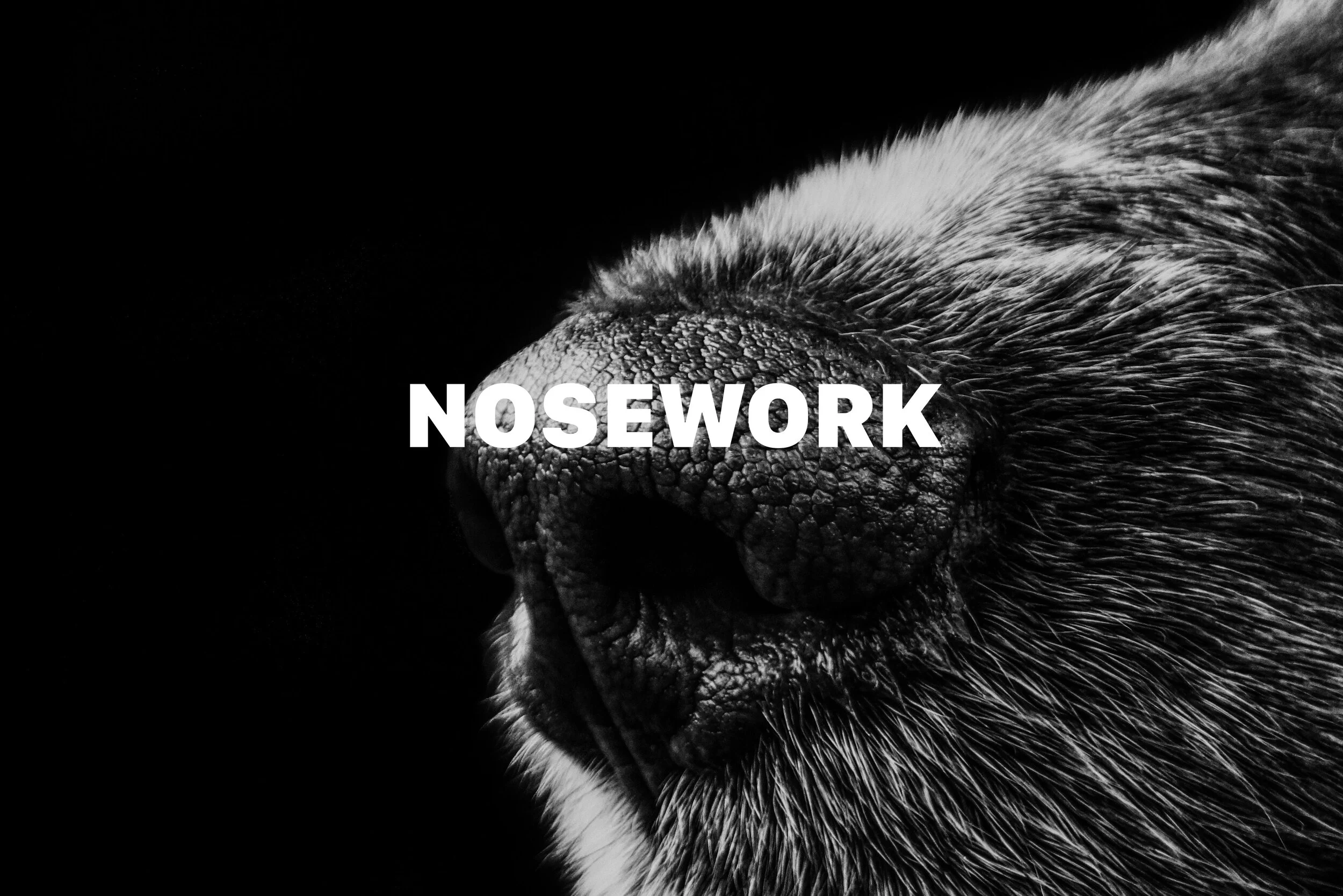 Nosework Training