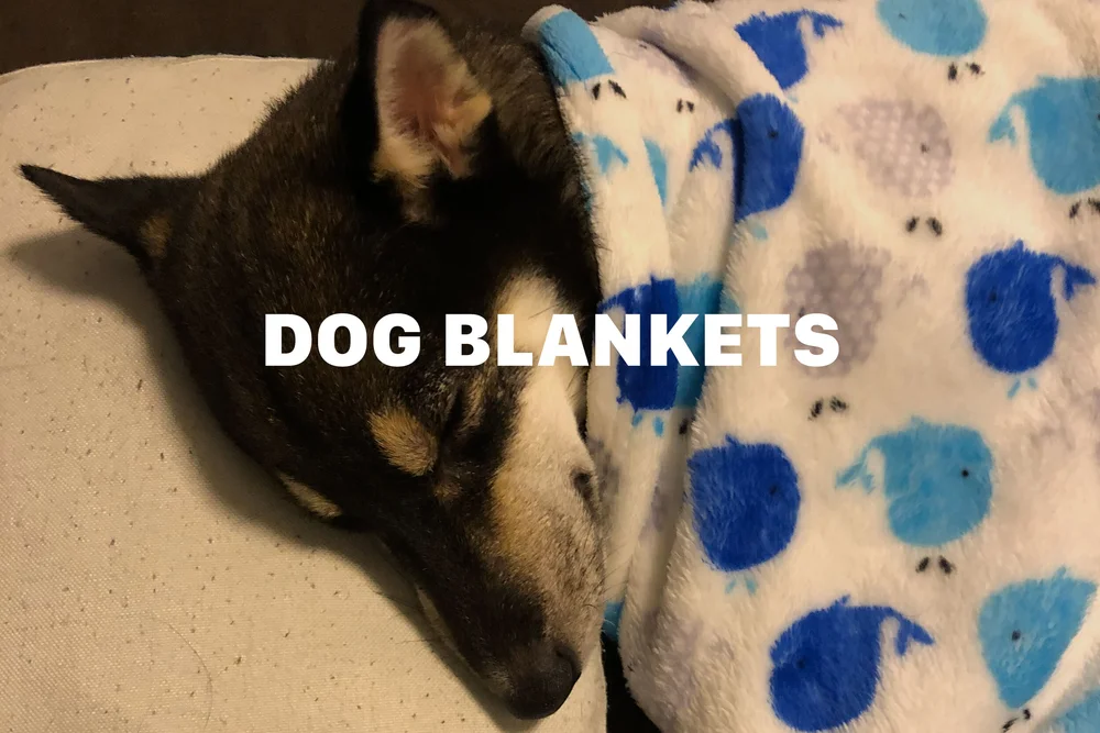 Do Dogs Need Blankets