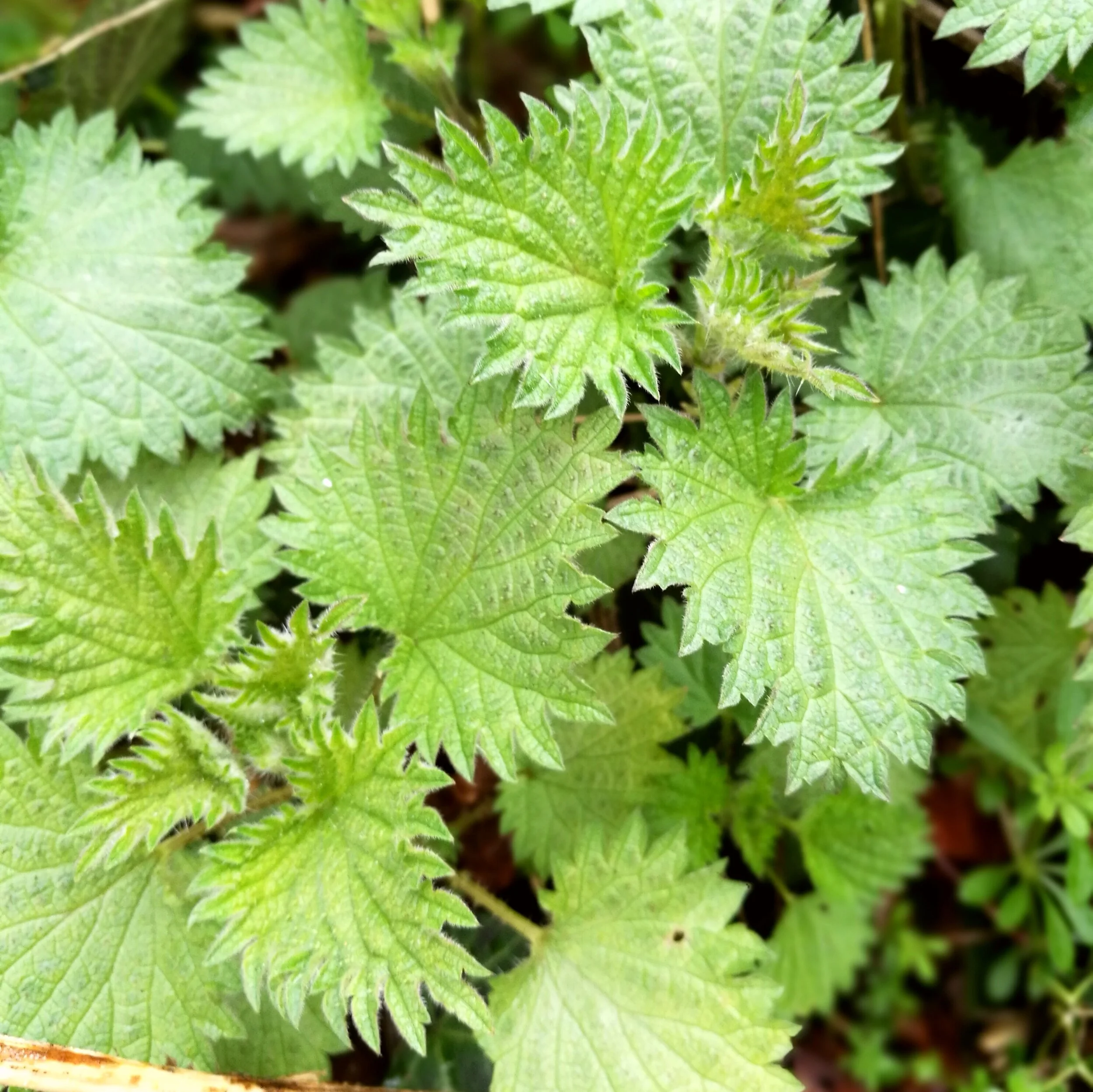 Stting Netle Stinging Nettle — Woodland Bushcraft