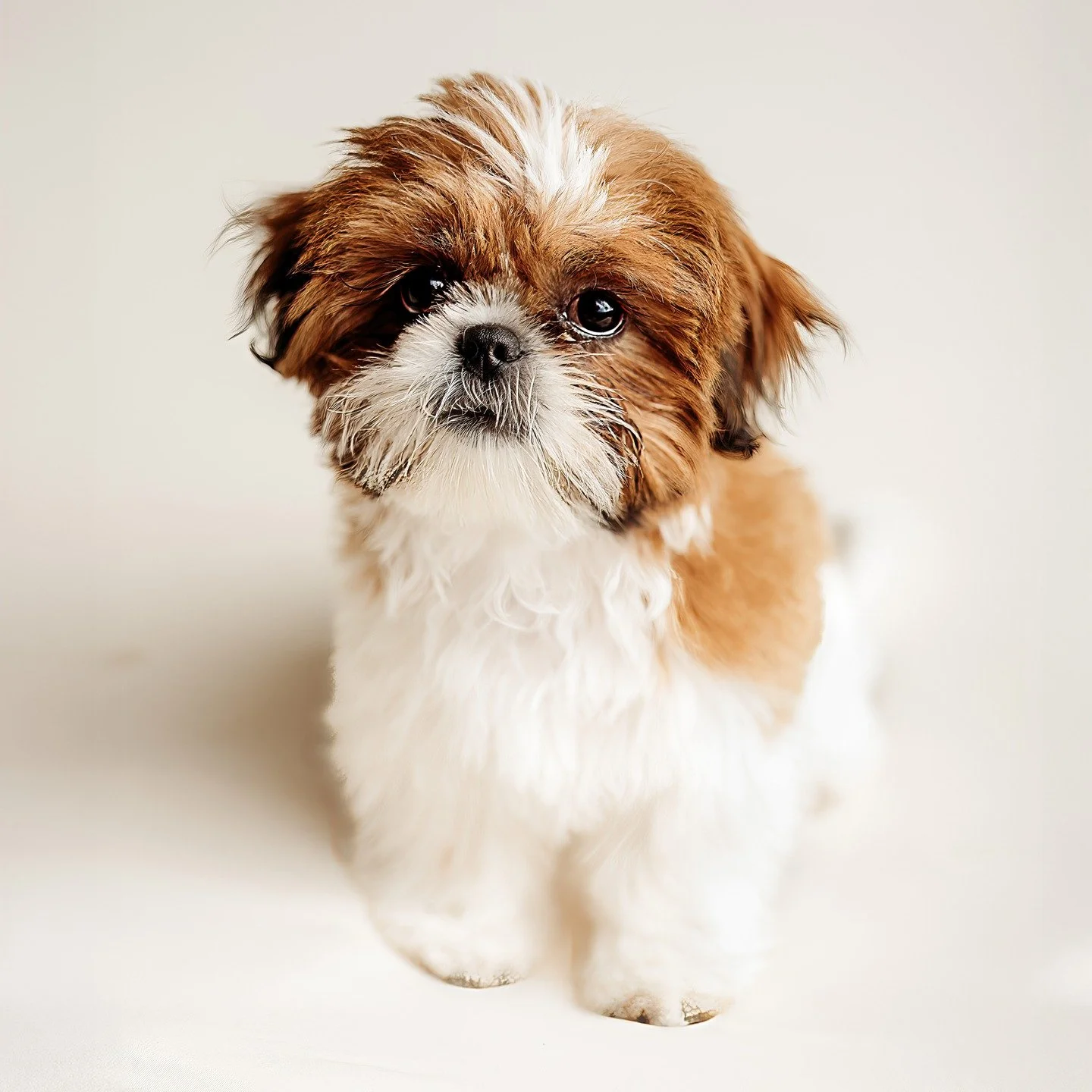 my new baby ❤️ I probably should have brushed his hair first but I didn't think he was actually gonna let me take his pic.