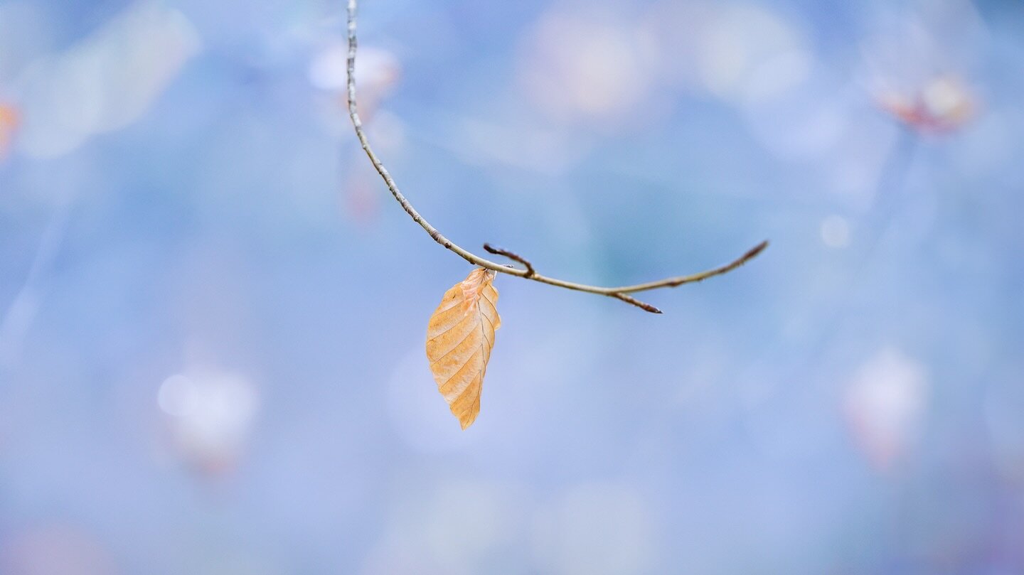 A lonely winters leaf grasping on to its owner for dear life. A shot taken this weekend after a search for fog failed. I&rsquo;m actually in love with these little intimate scenes. Each little image holds a tiny little story, and you can really focus