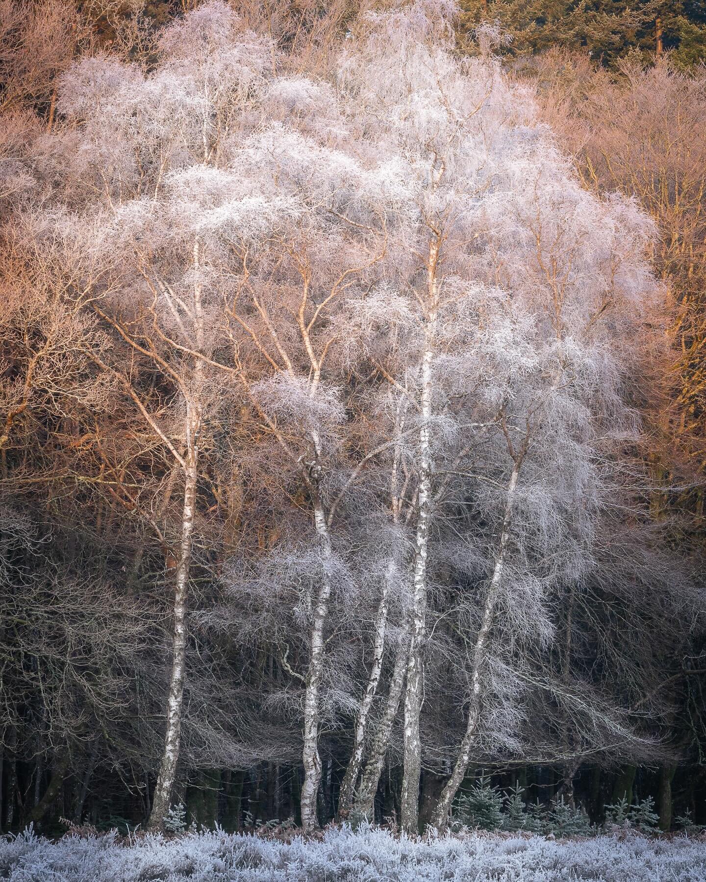 First of all, please excuse the horrible Instagram crop on this image! Secondly what a morning!!!! The warmth vs the cold. The sun vs the ice. As the rest of the first melted from the trees, for some reason it remained on these birch trees fighting a