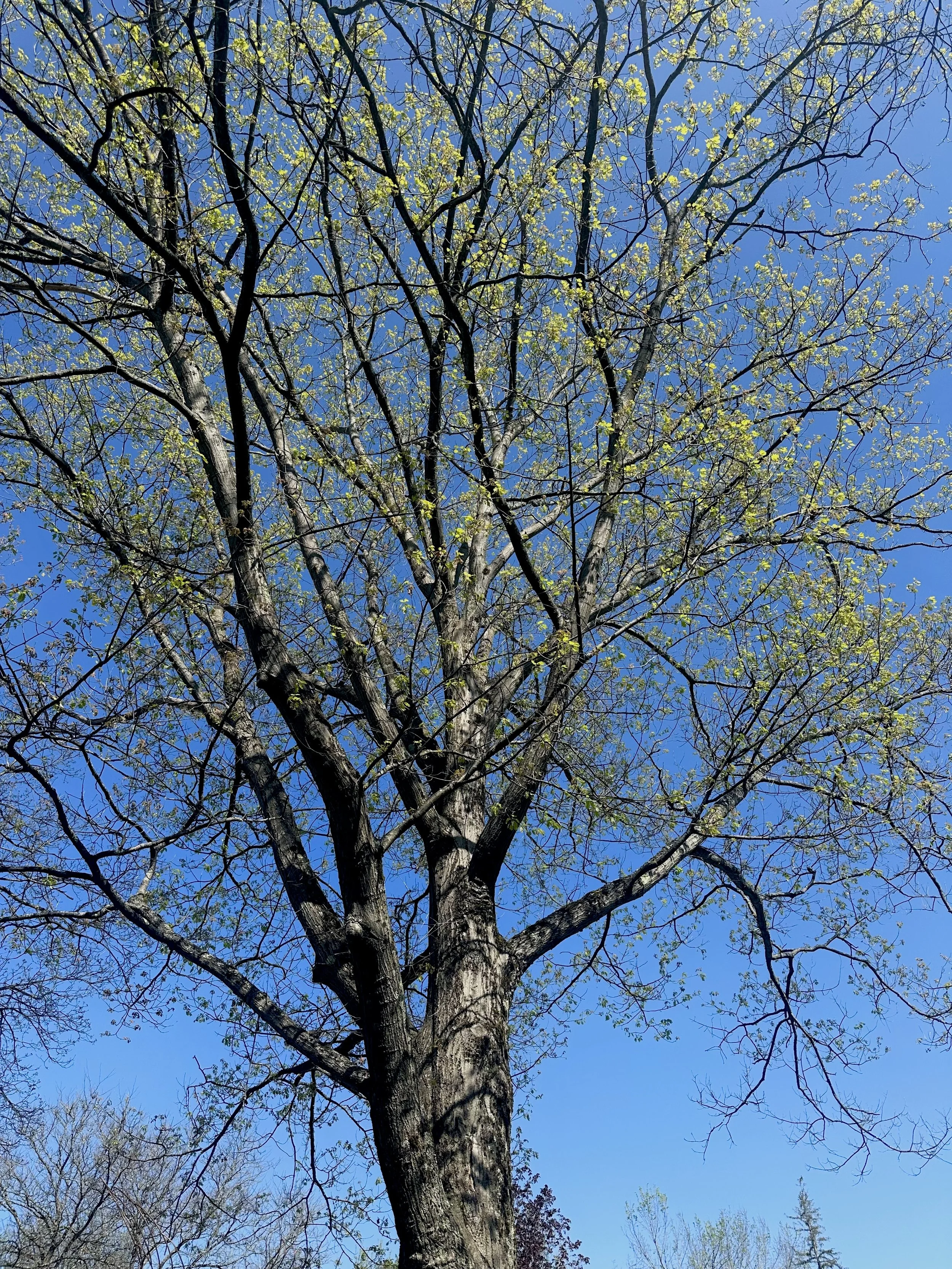 Bookstock-VT-May-2026-Tree.jpeg