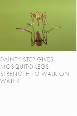 mosquito.png