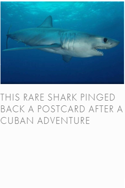 shark.png
