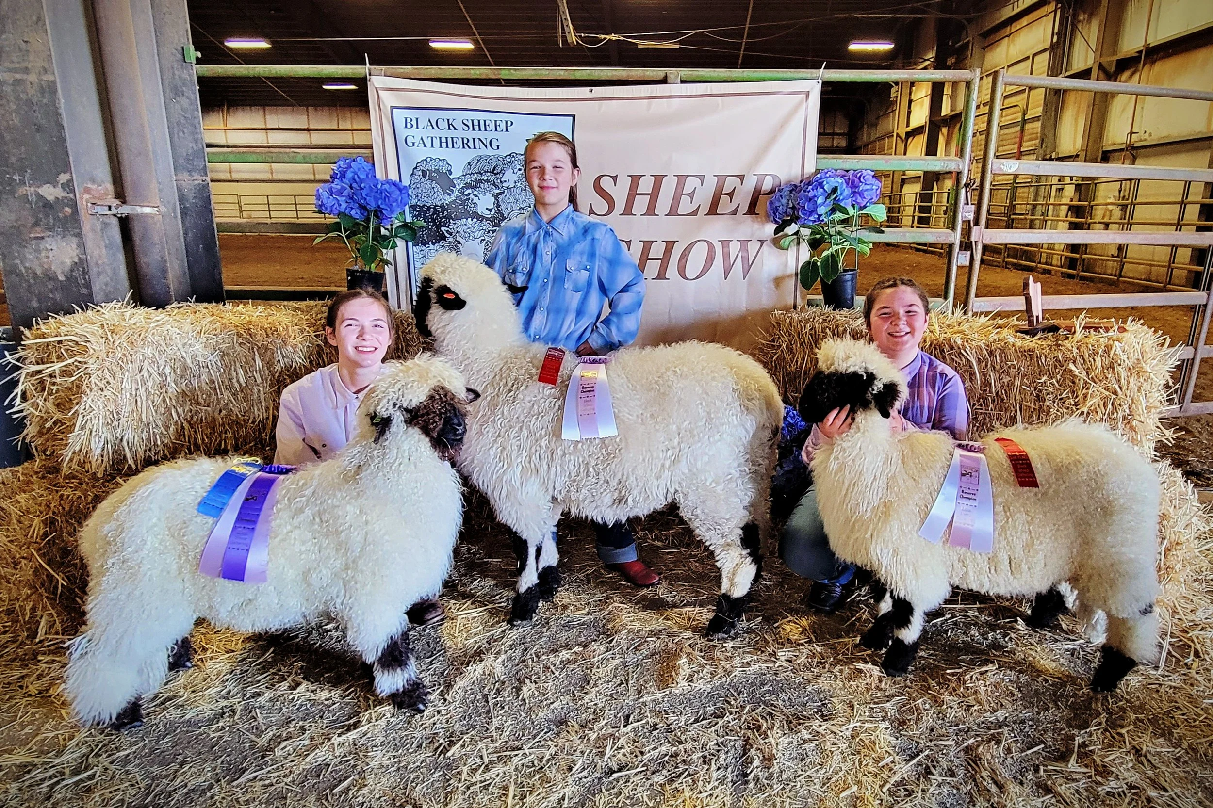 blacknosesheepgathering2023.jpg