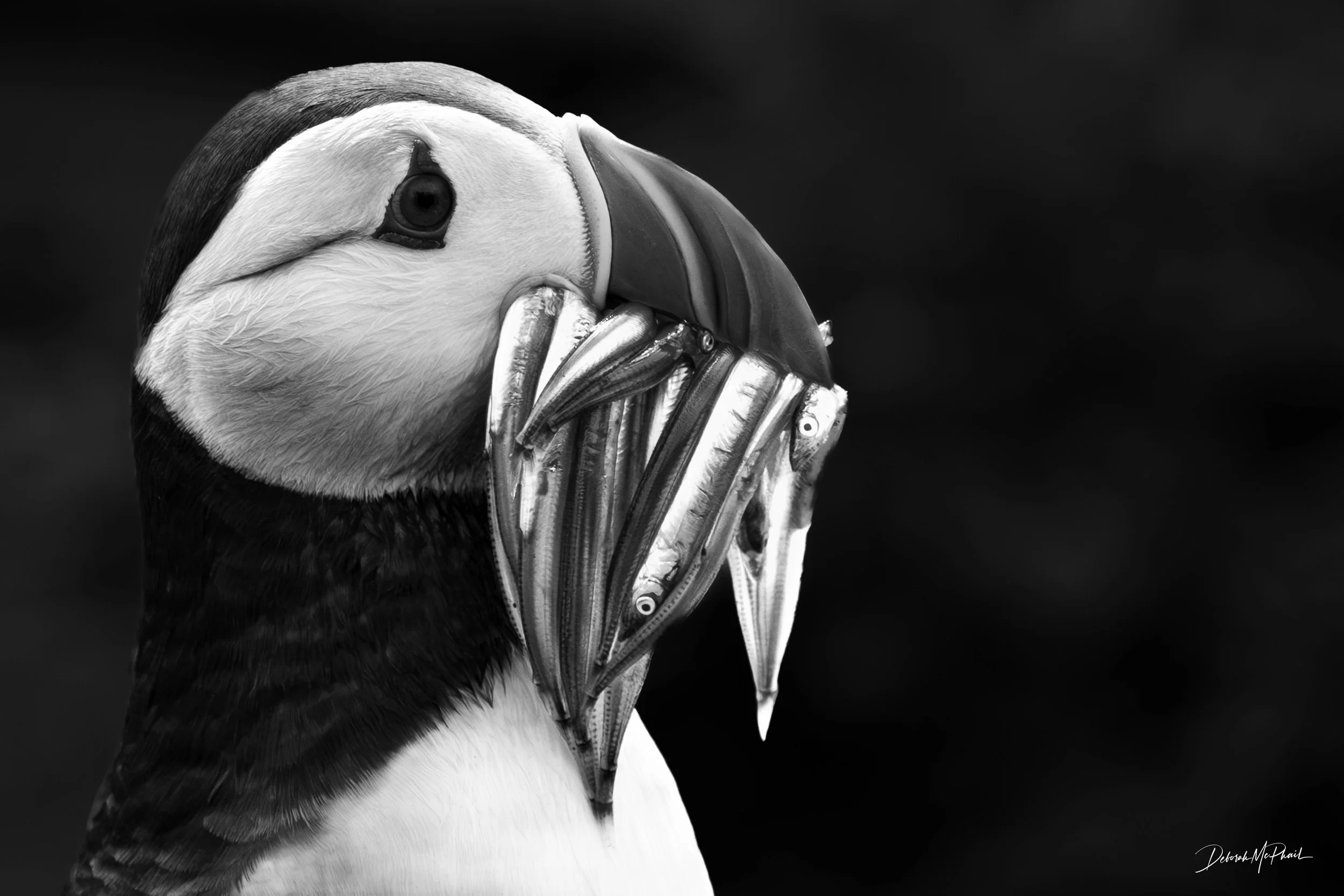 Puffin's Prize
