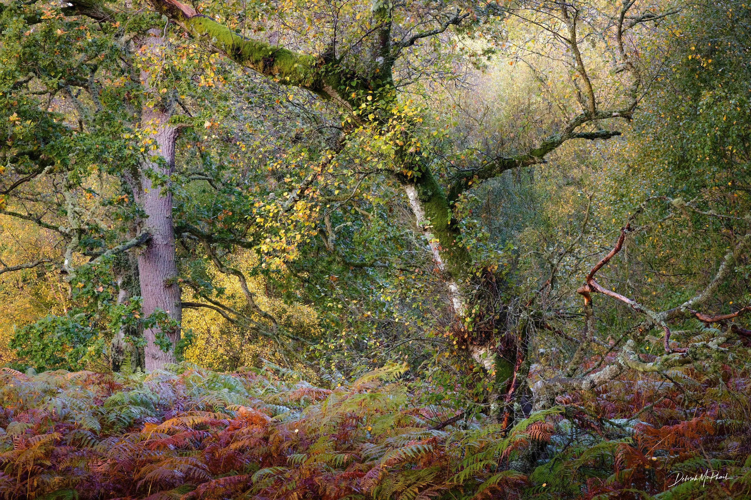 Tangled, Kinclaven Woods