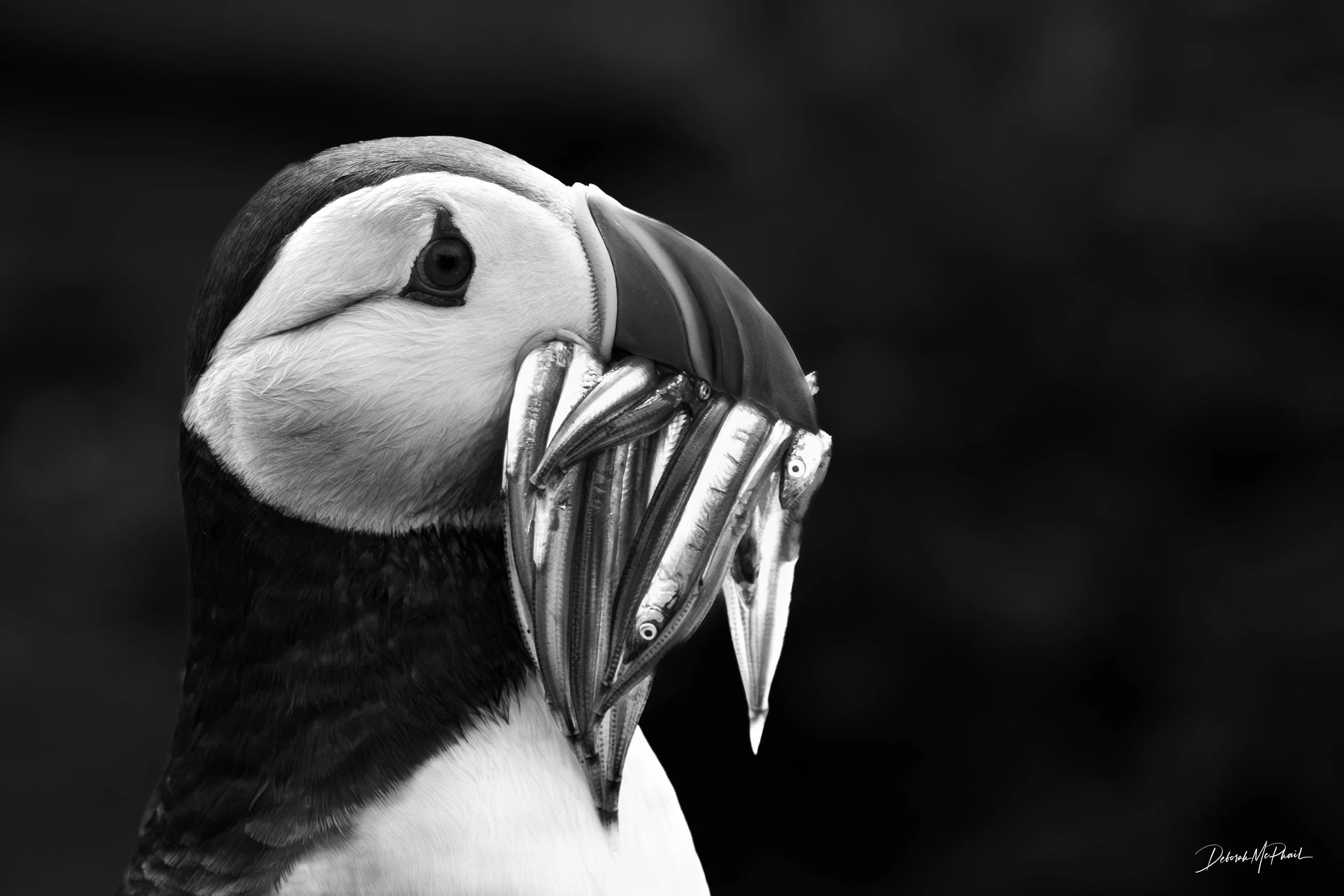 Puffin's Prize