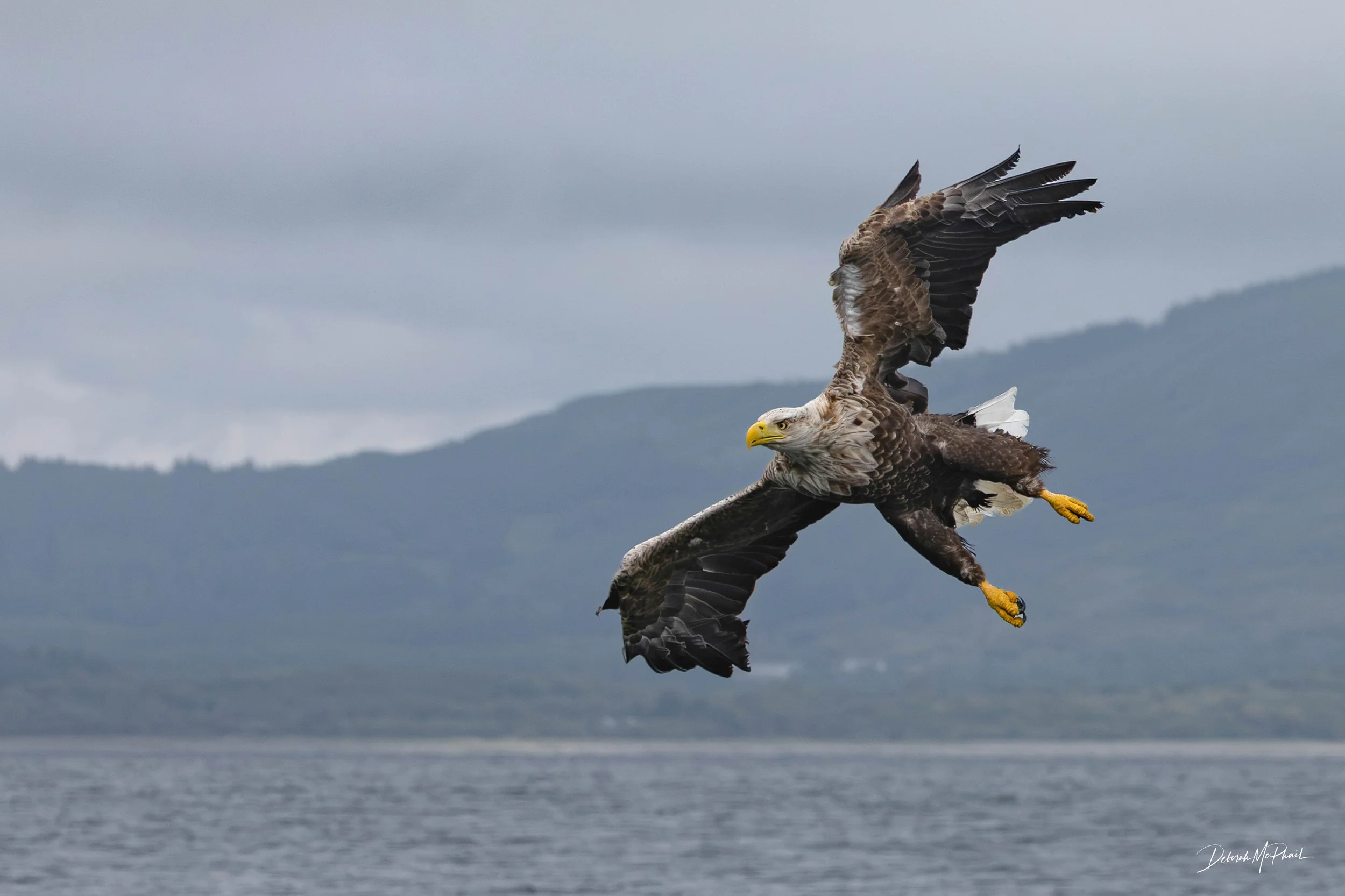 Wings over Mull
