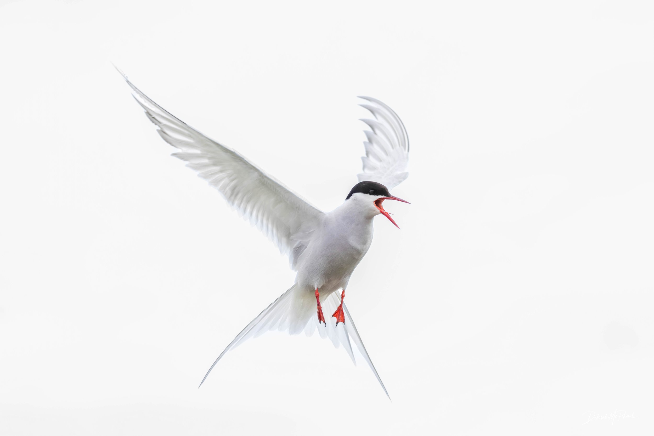 Tern Terror