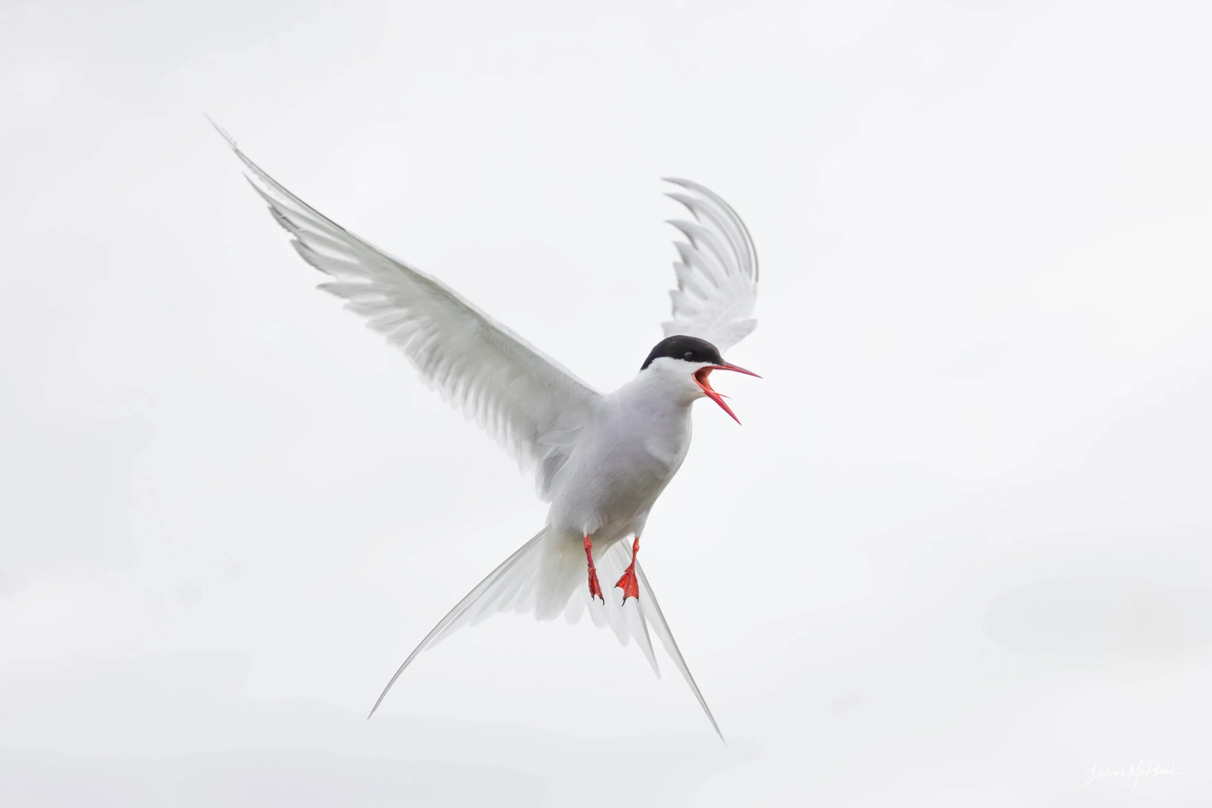Tern to Attack