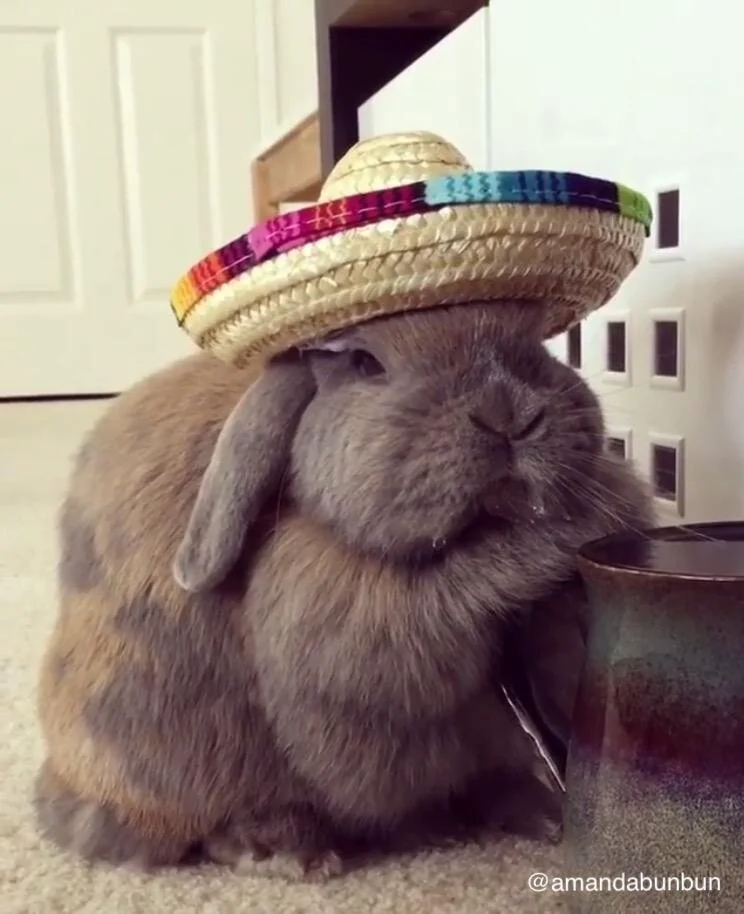 bunny_sombrero_1200x1200.jpeg