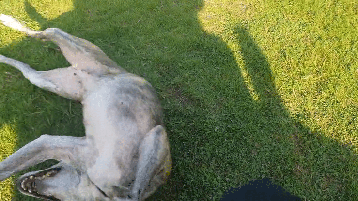 undefined-high (2).gif