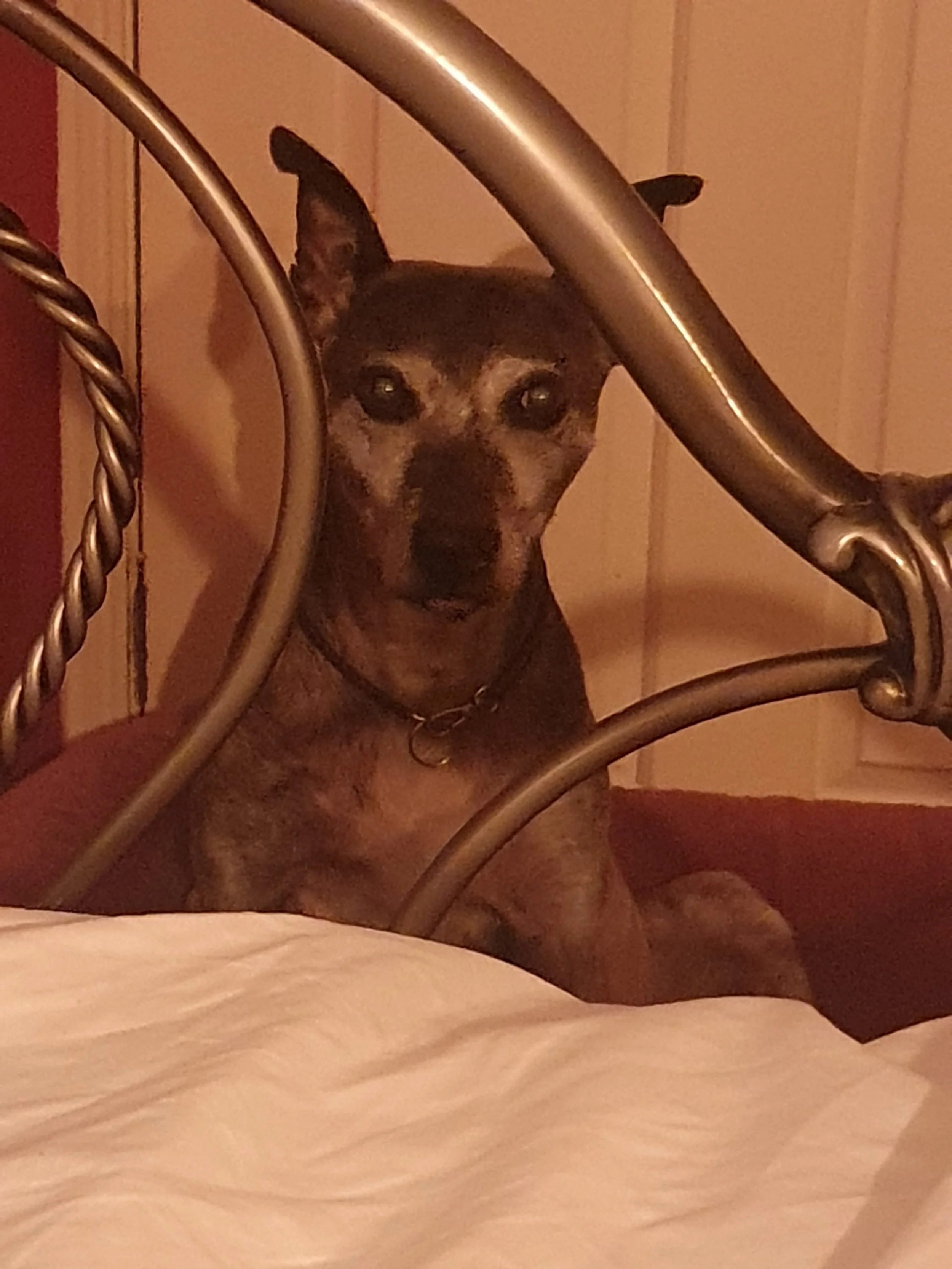 The Hound of the Duffervilles