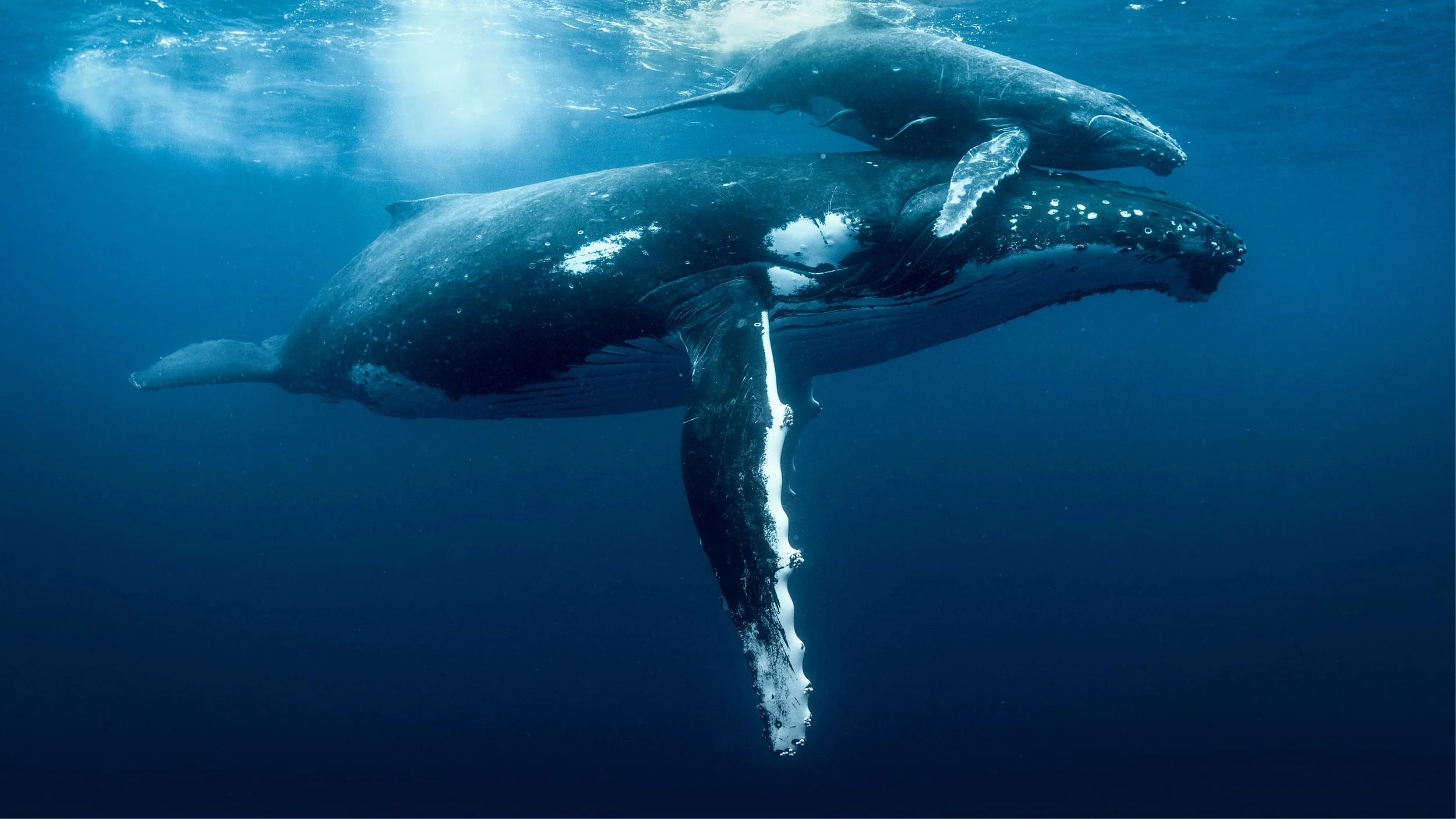Seattle Symphony: Ocean, in Concert