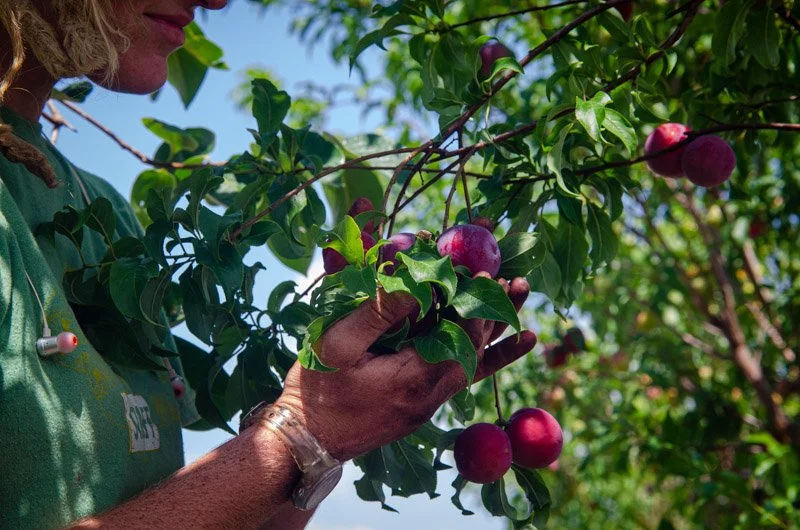 plum-fruit-5877.jpg