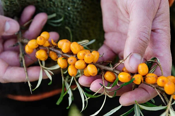 sea buckthorn.jpg