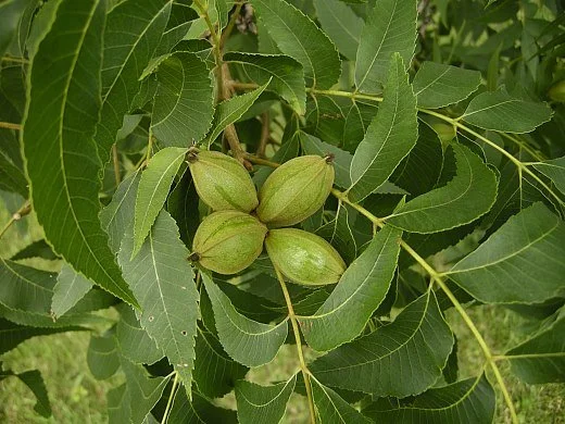 northern pecan.jpg