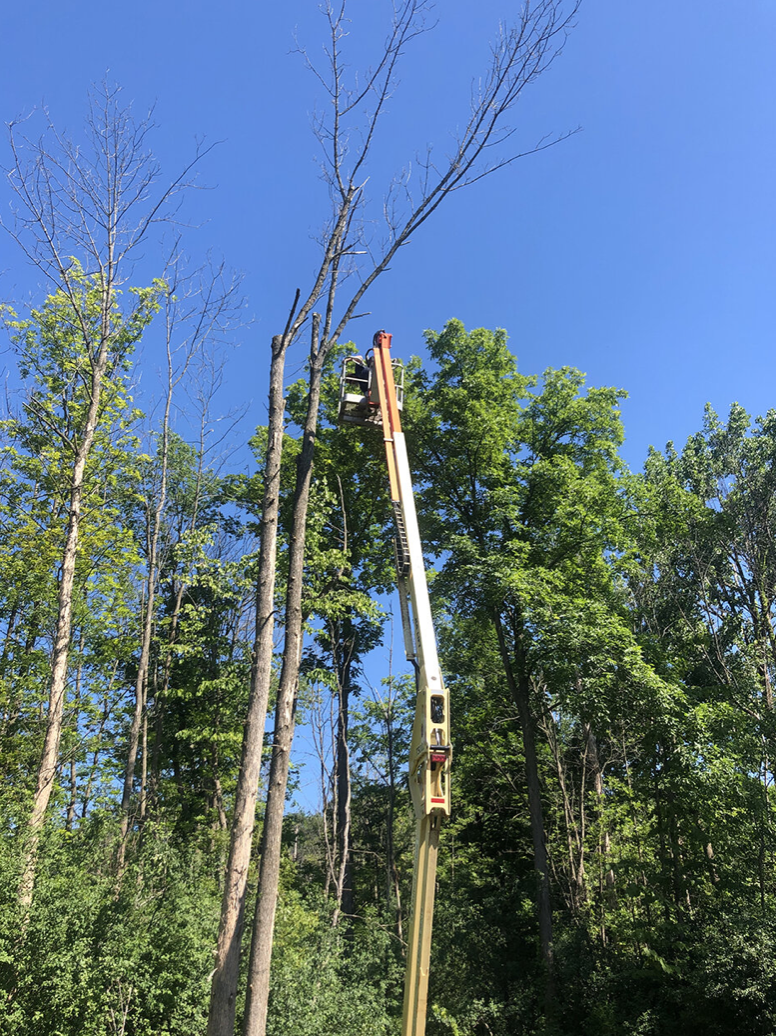 forest design landscaping on Tree Removal Tree Trimming Bushnell Landscaping Design Build Syracuse