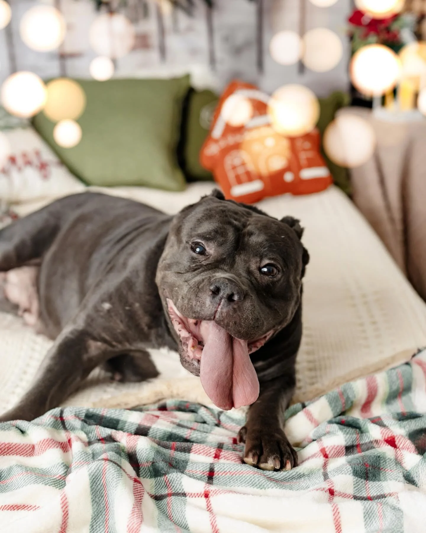 Out shopping for stocking stuffers for my cat 🐱 and my dog 🐶 and it hit me&hellip; I never shared these adorable pups from my Christmas sessions 🎄✨

I absolutely love when clients turn into friends 🤍 This sweet client lives right in my neighborho