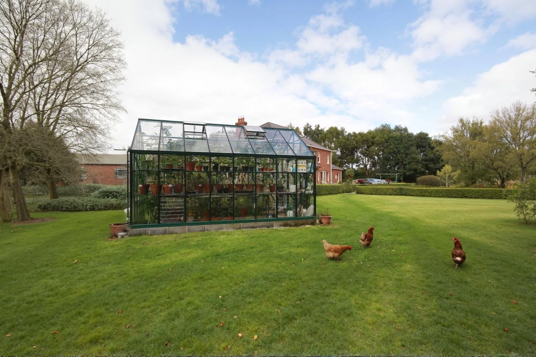 chickens2.jpg