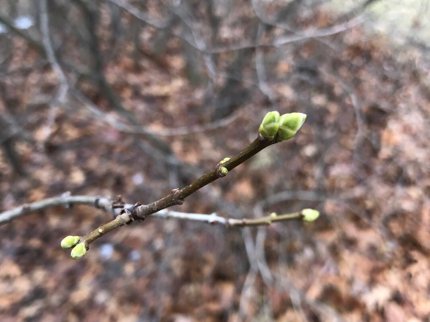 Brave Enough to Bud