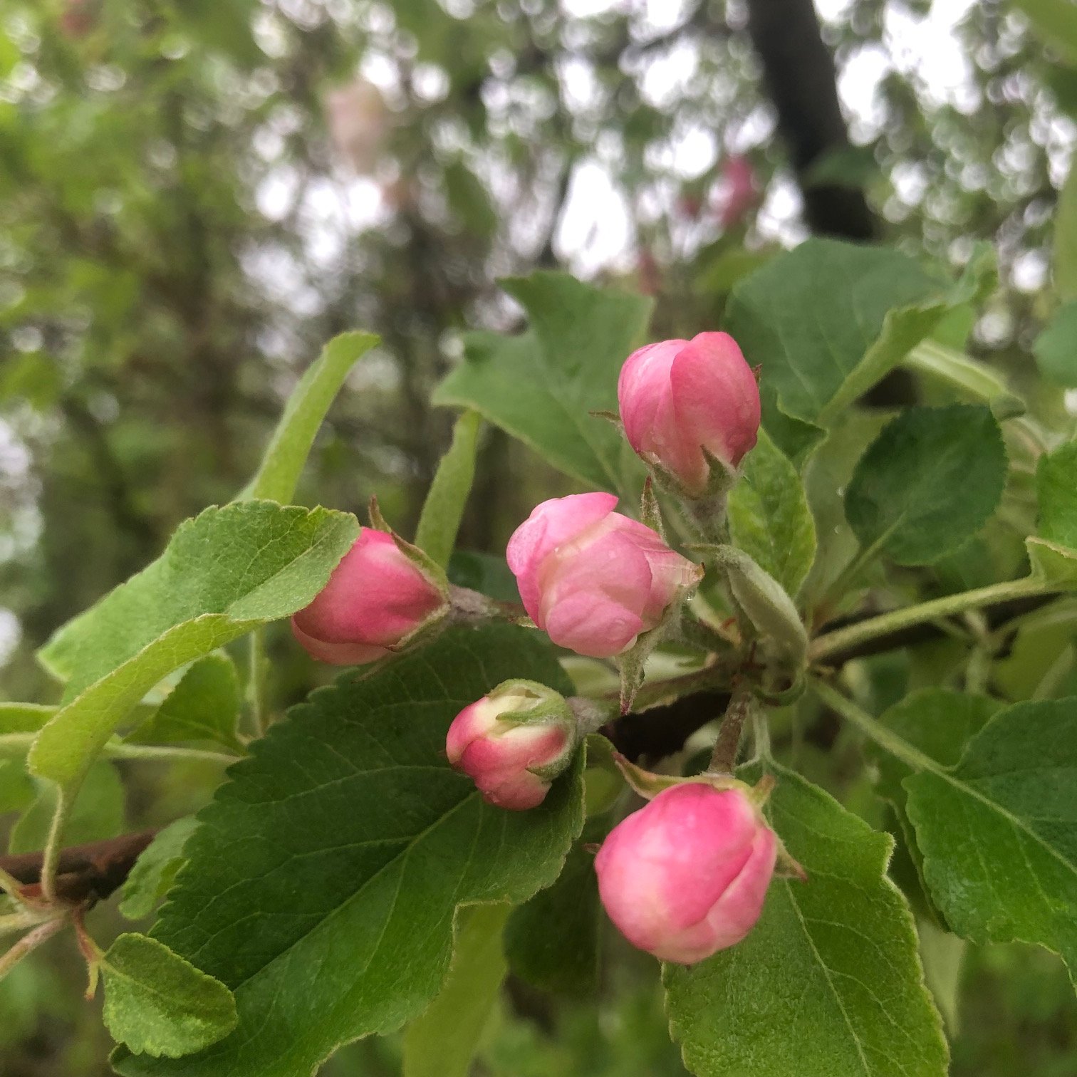Abundance Thought Meditation