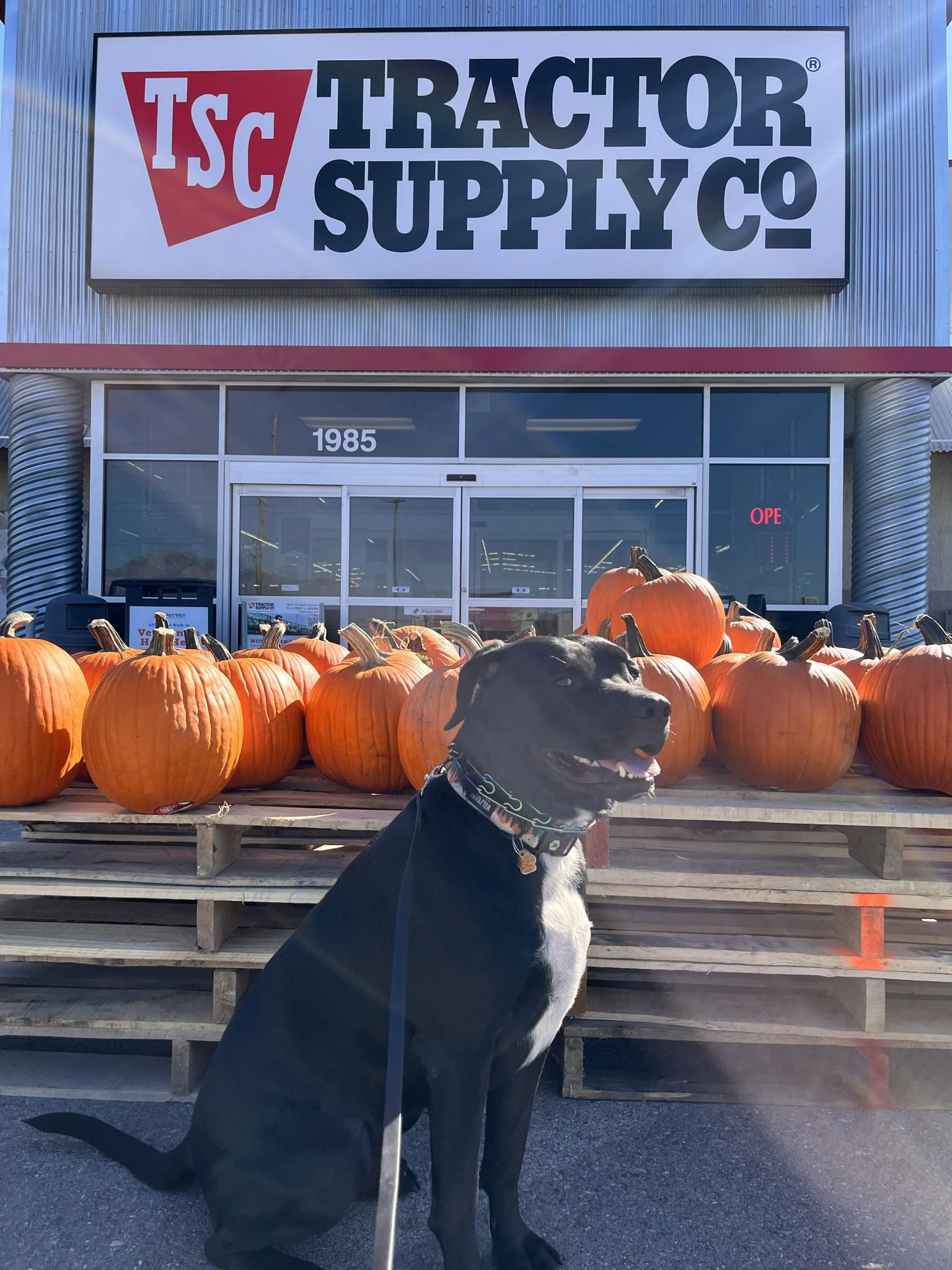 Teague Halloween.jpeg