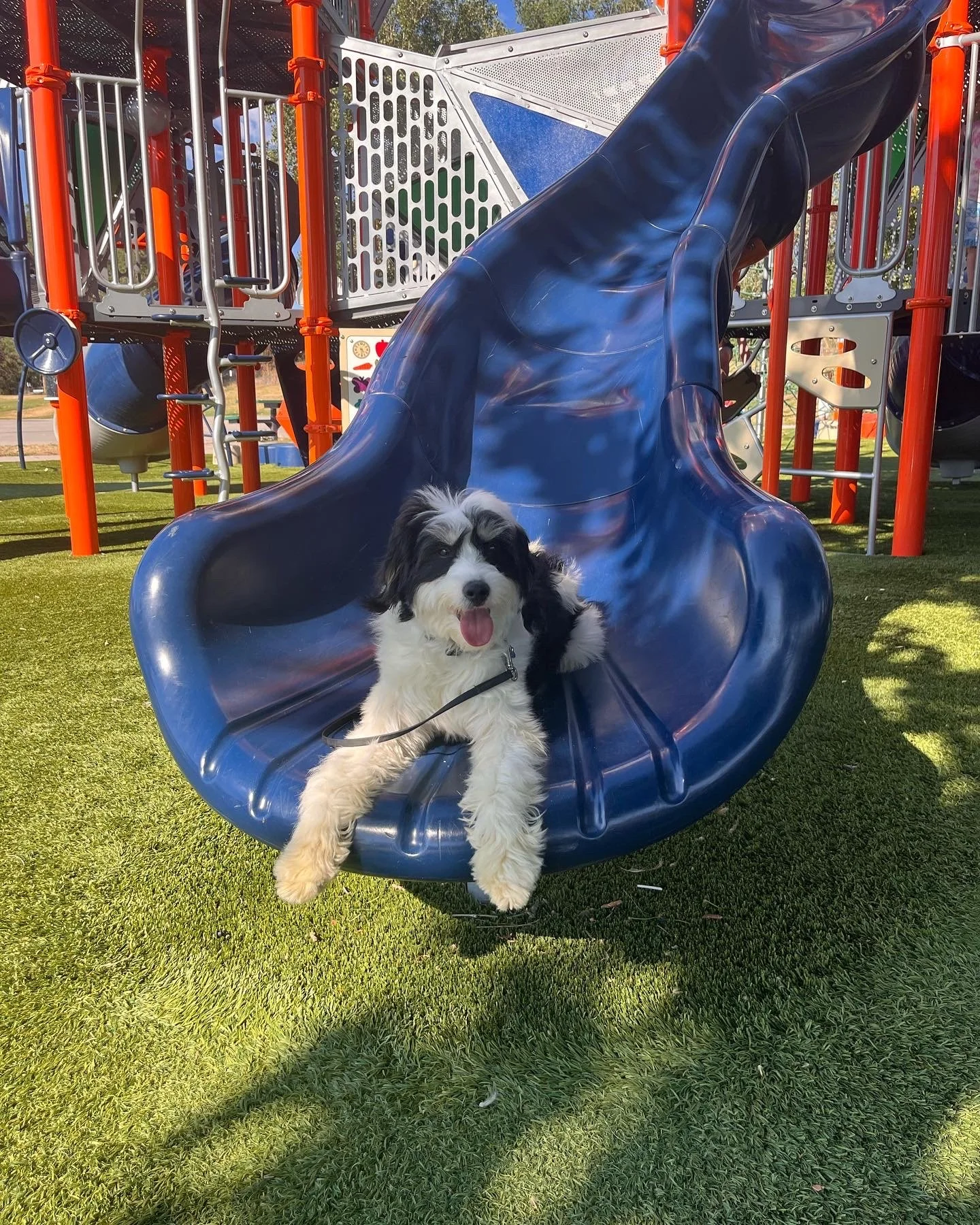 Hairy Dog Slide.jpg