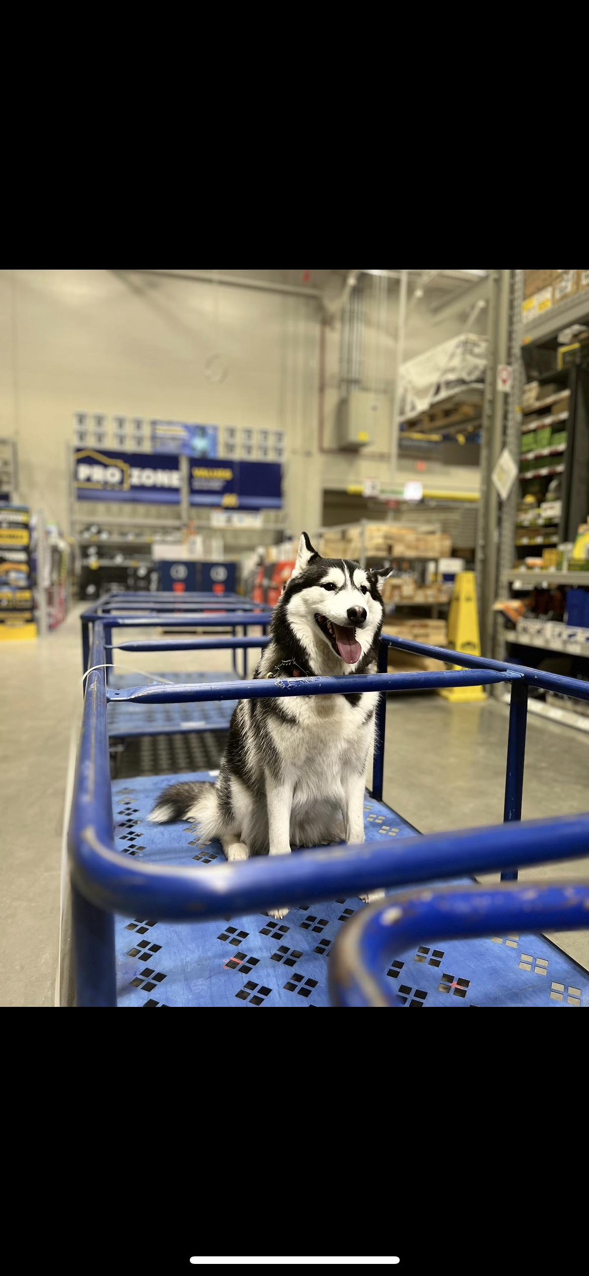 Husky Lowes.PNG