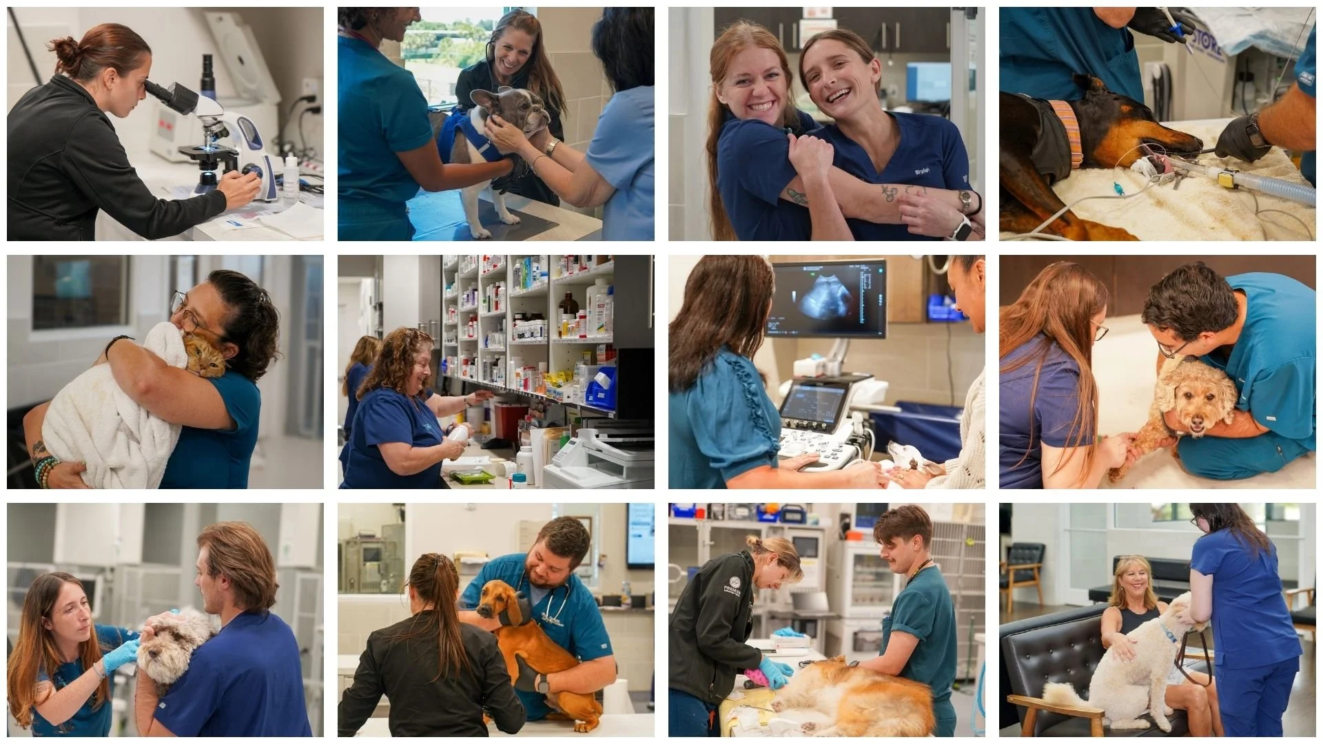 Commercial photography of a veterinary team at work, including an ultrasound exam and staff caring for dogs