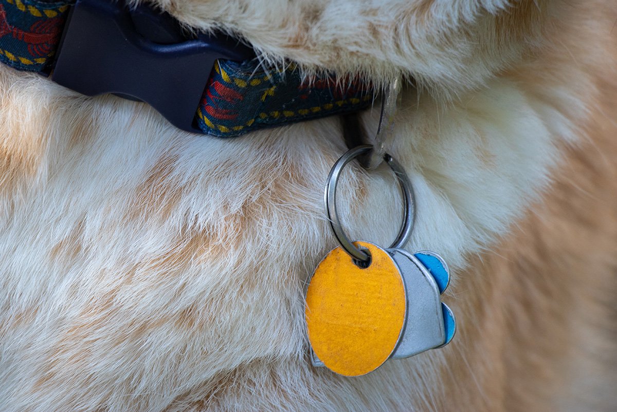 The Case for Quiet: Why Your Dog's Jingling Tags Are Doing More Harm Than You Think