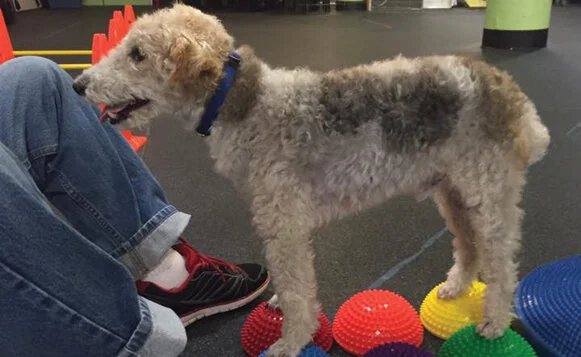 senior-pup-pilates-5