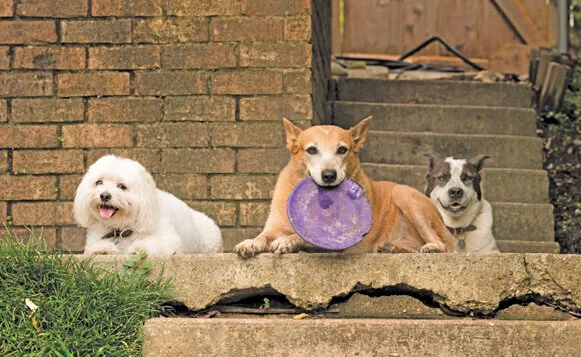 Dogs with Frisbee, photo by Donnie Ray Jones