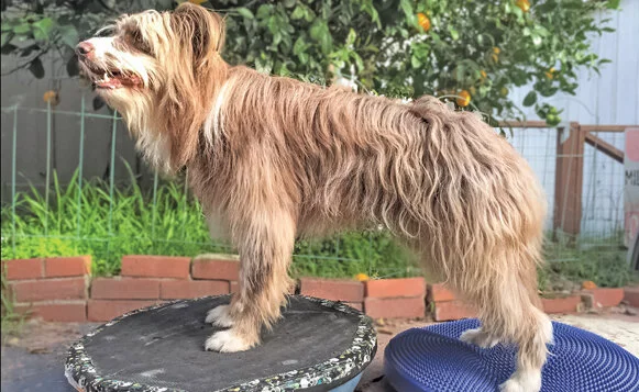 Canine Conditioning, Photo by Dianne Morey