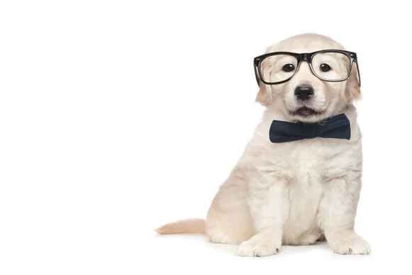 WebDogNerd2-1.jpg