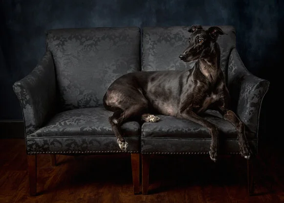 WebFogDog-2.jpg