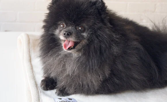 Dog-Holiday-Gift-Guide_12.jpg