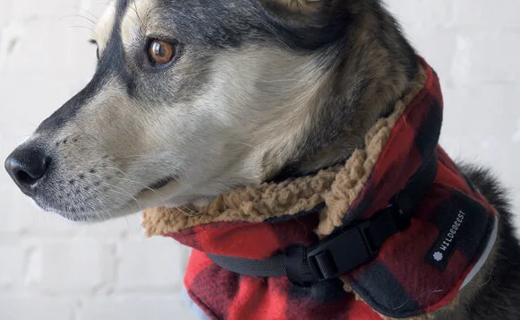 Dog-Holiday-Gift-Guide_18.jpg