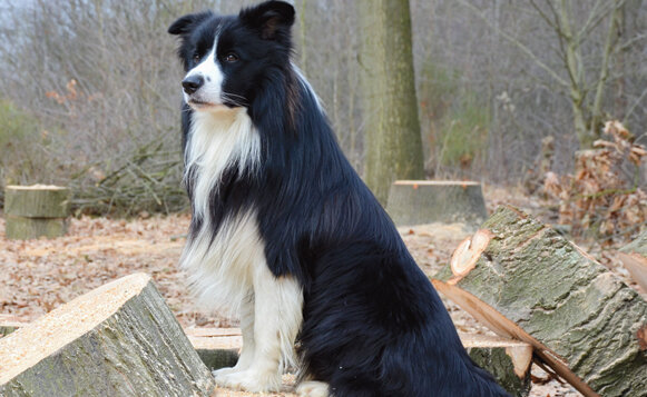 Border Collies are among the best-known herding breeds, but there are many others.
