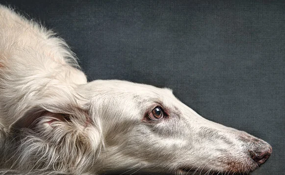 Wistful